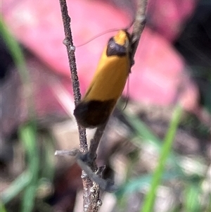 Unverified Moth (Lepidoptera) at Canyonleigh, NSW - Yesterday by blacksheep