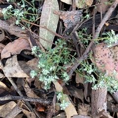 Poranthera microphylla (Small Poranthera) at Canyonleigh, NSW - 13 Oct 2025 by blacksheep