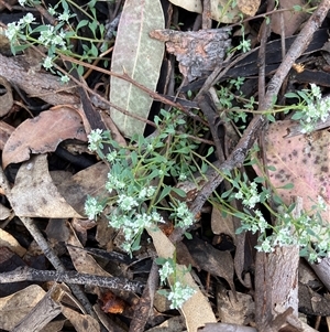 Poranthera microphylla (Small Poranthera) at Canyonleigh, NSW - Yesterday by blacksheep