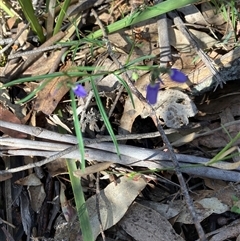 Unverified Other Wildflower or Herb at Canyonleigh, NSW - 13 Oct 2025 by blacksheep