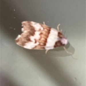 Unverified Moth (Lepidoptera) at Canyonleigh, NSW - 12 Oct 2025 by blacksheep