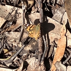 Vanessa kershawi (Australian Painted Lady) at Canyonleigh, NSW - 12 Oct 2025 by blacksheep