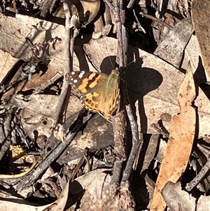 Unverified Blue or Copper (Lycaenidae) at Canyonleigh, NSW - 12 Oct 2025 by blacksheep