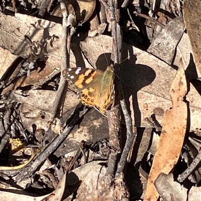 Vanessa kershawi (Australian Painted Lady) at Canyonleigh, NSW - 12 Oct 2025 by blacksheep