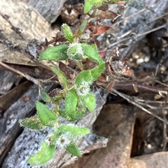 Pomax umbellata (A Pomax) at Canyonleigh, NSW - 12 Oct 2025 by blacksheep
