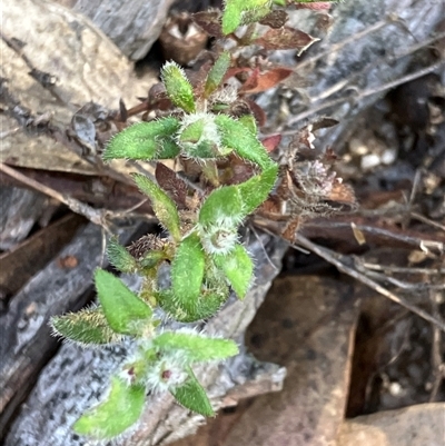Pomax umbellata (A Pomax) at Canyonleigh, NSW - 12 Oct 2025 by blacksheep