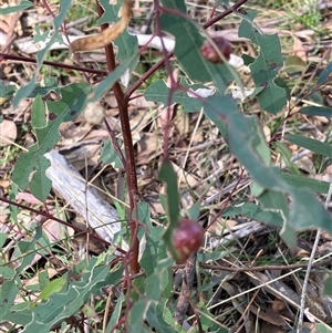 Unverified Eucalyptus Gall at Canyonleigh, NSW - 12 Oct 2025 by blacksheep