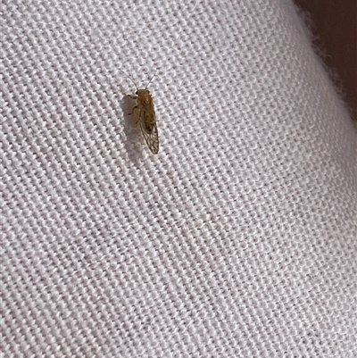 Psyllidae sp. (family) (Unidentified psyllid or lerp insect) at Canyonleigh, NSW - 12 Oct 2025 by blacksheep