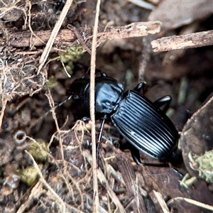 Cardiothorax sp. (genus) at Ainslie, ACT - 12 Oct 2025 by Hejor1
