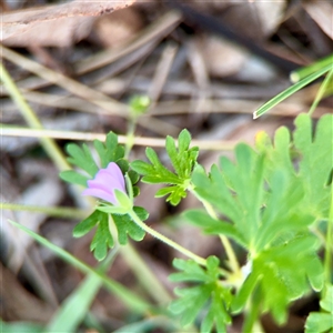 Geranium (genus) at Ainslie, ACT - 12 Oct 2025 by Hejor1