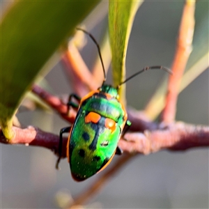 Scutiphora pedicellata at Ainslie, ACT - 12 Oct 2025 by Hejor1