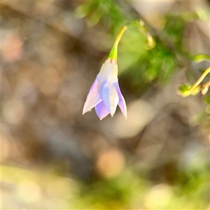 Wahlenbergia sp. at Ainslie, ACT - 12 Oct 2025 by Hejor1