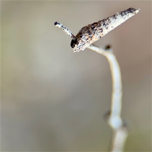 Conoeca or Lepidoscia (genera) IMMATURE at Ainslie, ACT - 12 Oct 2025 by Hejor1