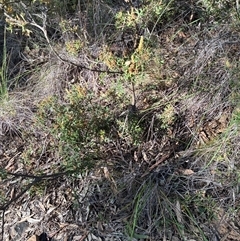 Unverified Plant at Acton, ACT - Today by Jenny54
