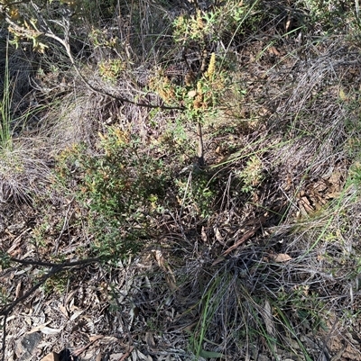 Unverified Plant at Acton, ACT - Today by Jenny54