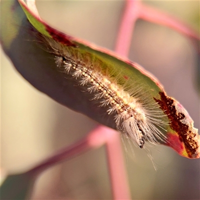 Uraba lugens (Gumleaf Skeletonizer) at Ainslie, ACT - 12 Oct 2025 by Hejor1