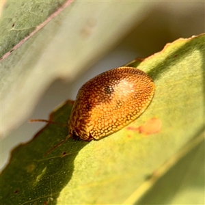 Paropsis atomaria at Ainslie, ACT - 12 Oct 2025 by Hejor1