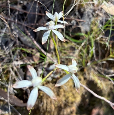 Caladenia ustulata at Acton, ACT - Today by Jenny54