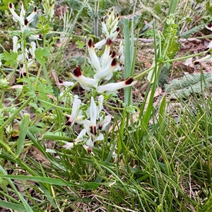 Fumaria sp. at Ainslie, ACT - 12 Oct 2025 by Hejor1