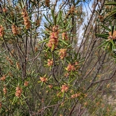 Bertya rosmarinifolia (Rosemary Bertya) at Greenway, ACT - 7 Oct 2025 by mainsprite