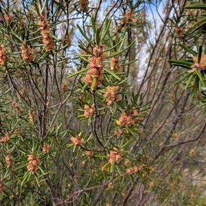 Bertya rosmarinifolia at Greenway, ACT - 7 Oct 2025 by mainsprite