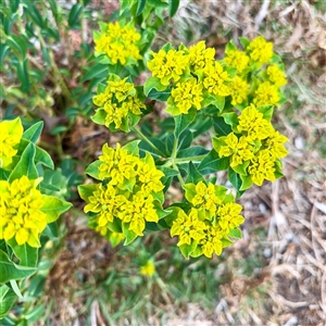 Euphorbia sp. at Ainslie, ACT - 12 Oct 2025 by Hejor1