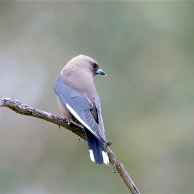 Artamus cyanopterus (Dusky Woodswallow) at Bellmount Forest, NSW - 12 Oct 2025 by jb2602