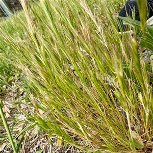 Festuca (genus) at Kaleen, ACT - 12 Oct 2025 by Hejor1