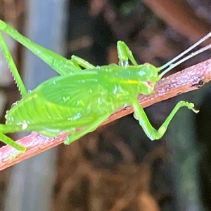 Unverified Grasshopper (several families) at Canyonleigh, NSW - 11 Oct 2025 by blacksheep