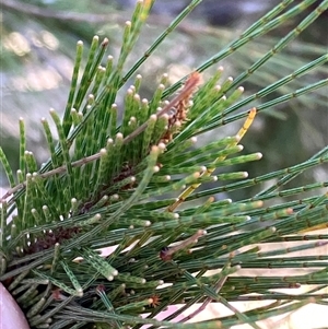 Allocasuarina crassa at Canyonleigh, NSW - 11 Oct 2025 by blacksheep