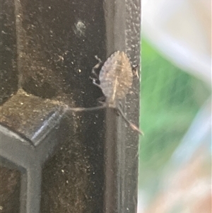 Unverified Cockroach (Blattodea, several families) at Canyonleigh, NSW - 10 Oct 2025 by blacksheep