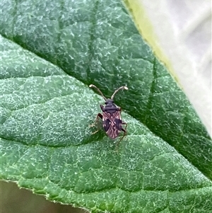 Unverified Beetle (Coleoptera) at Canyonleigh, NSW - 9 Oct 2025 by blacksheep