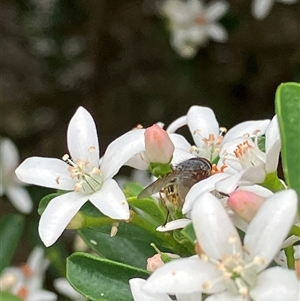 Unverified True fly (Diptera) at Canyonleigh, NSW - 9 Oct 2025 by blacksheep