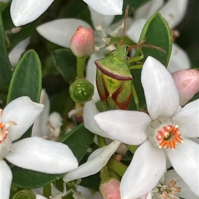 Stauralia sp. (genus) (False stink bug) at Canyonleigh, NSW - 9 Oct 2025 by blacksheep