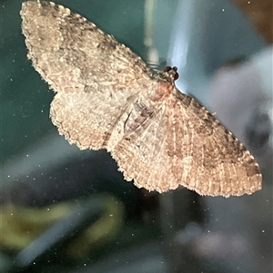 Unverified Moth (Lepidoptera) at Canyonleigh, NSW - 9 Oct 2025 by blacksheep