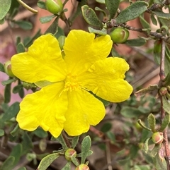 Hibbertia obtusifolia (Grey Guinea-flower) at Canyonleigh, NSW - 9 Oct 2025 by blacksheep