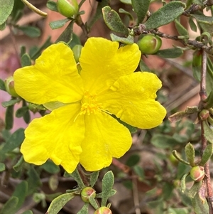 Goodenia hederacea subsp. hederacea at Canyonleigh, NSW - 9 Oct 2025 by blacksheep