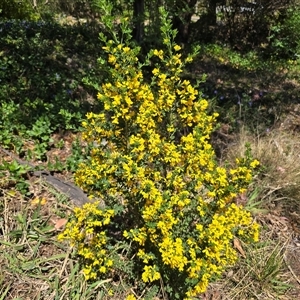 Cytisus scoparius subsp. scoparius at Farrer, ACT - Today by Mike