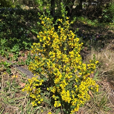 Genista monspessulana (Cape Broom, Montpellier Broom) at Farrer, ACT - 14 Oct 2025 by Mike