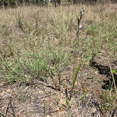 Thelymitra (genus) (sun orchids) at Isaacs, ACT - 14 Oct 2025 by Mike