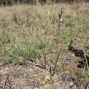 Thelymitra (genus) at Isaacs, ACT - Today by Mike