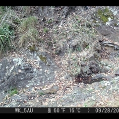 Calyptorhynchus lathami lathami at Pappinbarra, NSW - 14 Oct 2025 by jonvanbeest