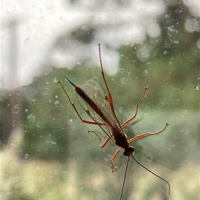 Netelia sp. (genus) (An Ichneumon wasp) at Canyonleigh, NSW - 9 Oct 2025 by blacksheep