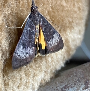 Unverified Moth (Lepidoptera) at Canyonleigh, NSW - 9 Oct 2025 by blacksheep