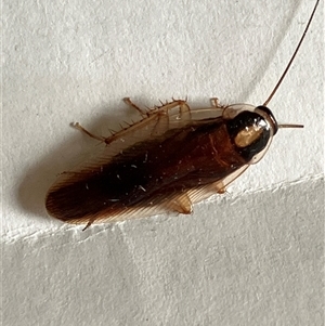 Unverified Click beetle (Elateridae) at Canyonleigh, NSW - 9 Oct 2025 by blacksheep