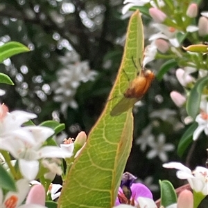 Unverified Flower-loving fly (Apioceridae) at Canyonleigh, NSW - 8 Oct 2025 by blacksheep
