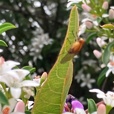 Minettia (genus) at Canyonleigh, NSW - 8 Oct 2025 by blacksheep