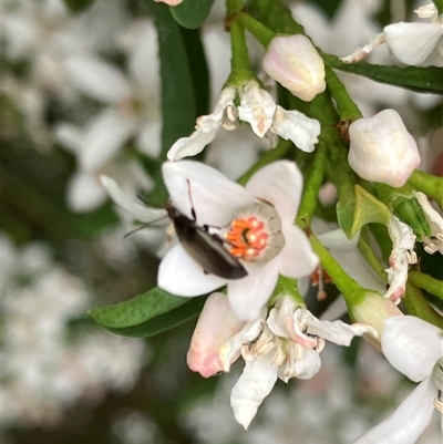 Alleculinae sp. (Subfamily) (Unidentified Comb-clawed beetle) at Canyonleigh, NSW - 8 Oct 2025 by blacksheep