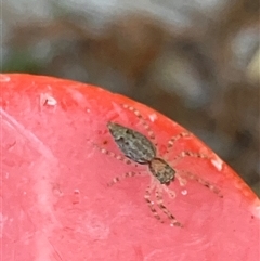 Helpis sp. (genus) (Unidentified Bronze Jumping Spider) at Canyonleigh, NSW - 8 Oct 2025 by blacksheep