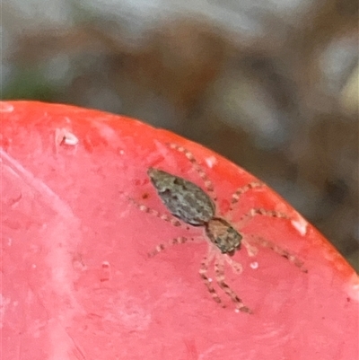 Helpis sp. (genus) (Unidentified Bronze Jumping Spider) at Canyonleigh, NSW - 8 Oct 2025 by blacksheep